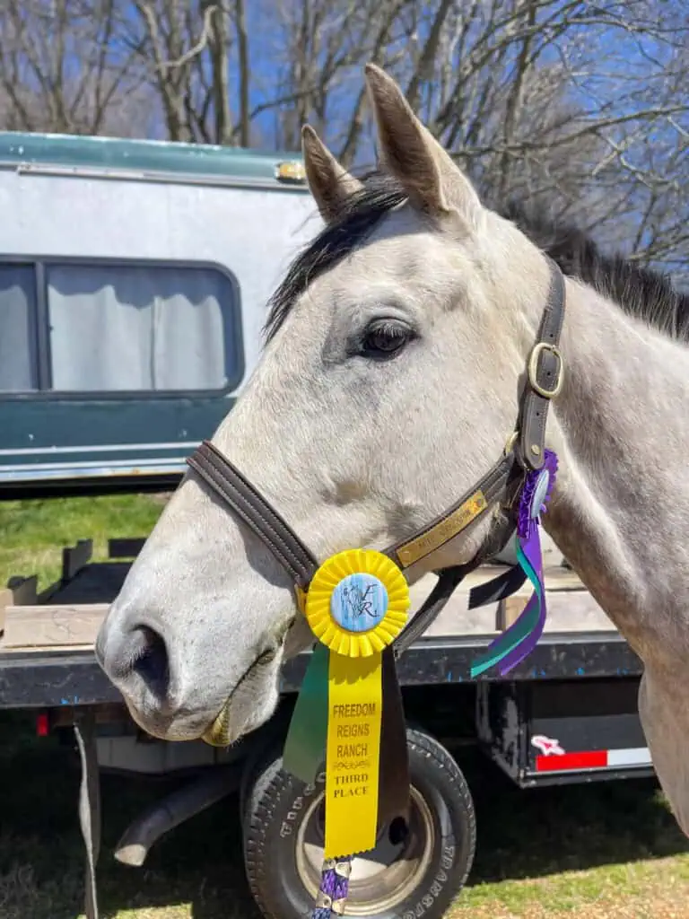 Competition-trained horse with ribbon from LNK Performance Horses in Bloomingdale GA.