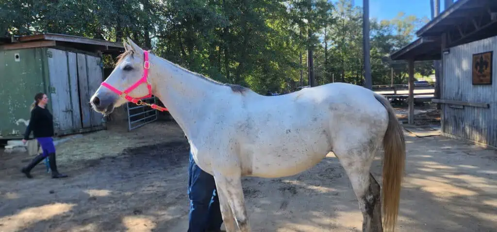Gray horse with pink halter outdoors. Available for purchase at LNK Performance Horses