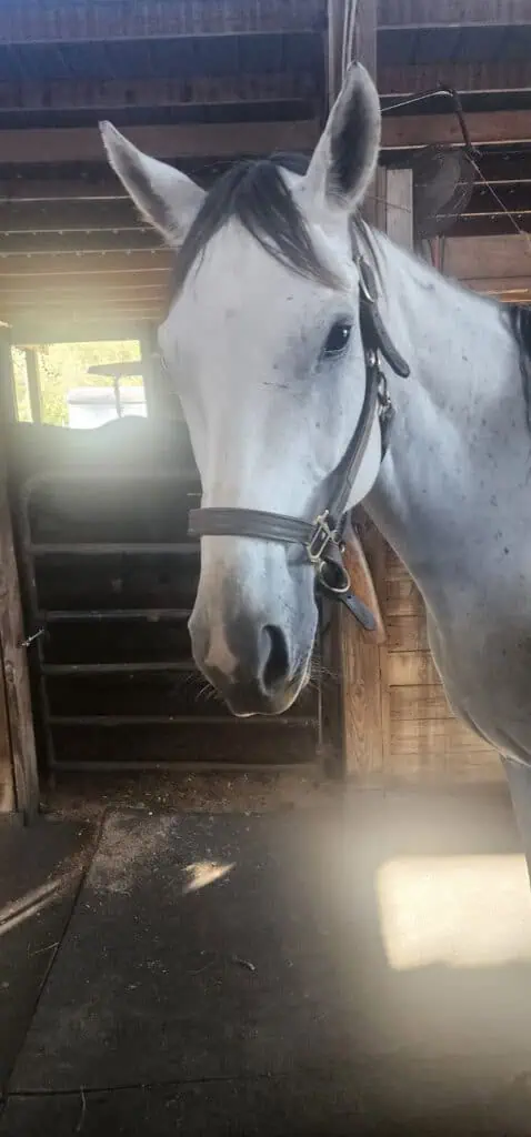Gray horse in stable environment. Horse available for purchase in Bloomingdale, GA