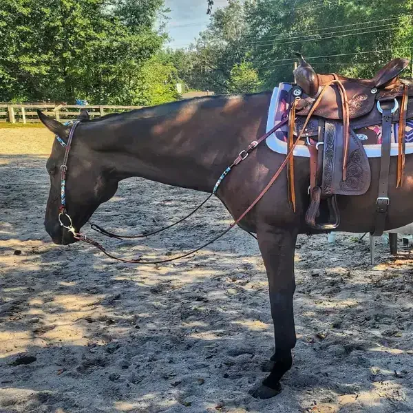 Harley, a gentle black Thoroughbred mare at LNK Performance Horses, known for her calm temperament and willing nature.