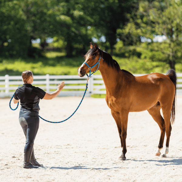 Trainer guiding horse through groundwork exercises in the ring during natural horsemanship training at LNK Performance Horses near Savannah, Georgia.