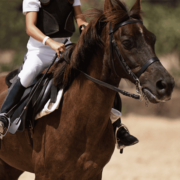 Close-up of a rider during a horseback riding lesson at LNK Performance Horses in Bloomingdale, Georgia, focusing on posture, balance, and connection.