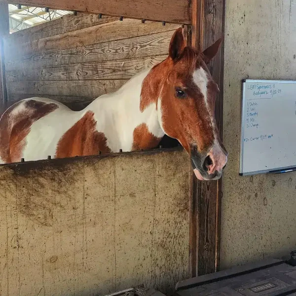 Chestnut and white horse in its stall at LNK Performance Horses enjoying a calm, safe environment and personalized care.